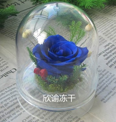 永生花冷冻干燥机实验